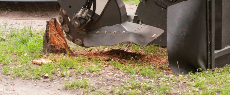 Stump removal in Lakeland