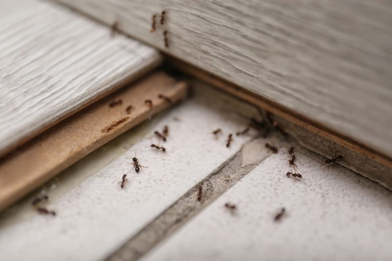 best pest control Mississippi